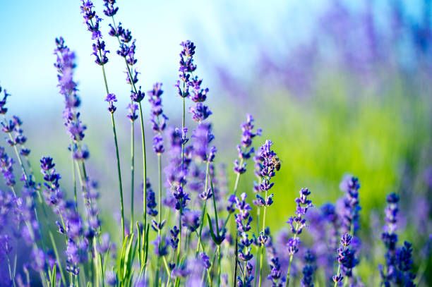 Elvira Puig Vilaseca-0