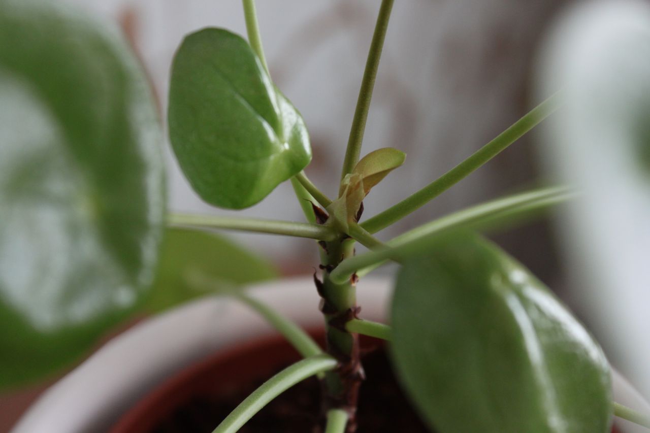 Assunta Dell'annunziata-4