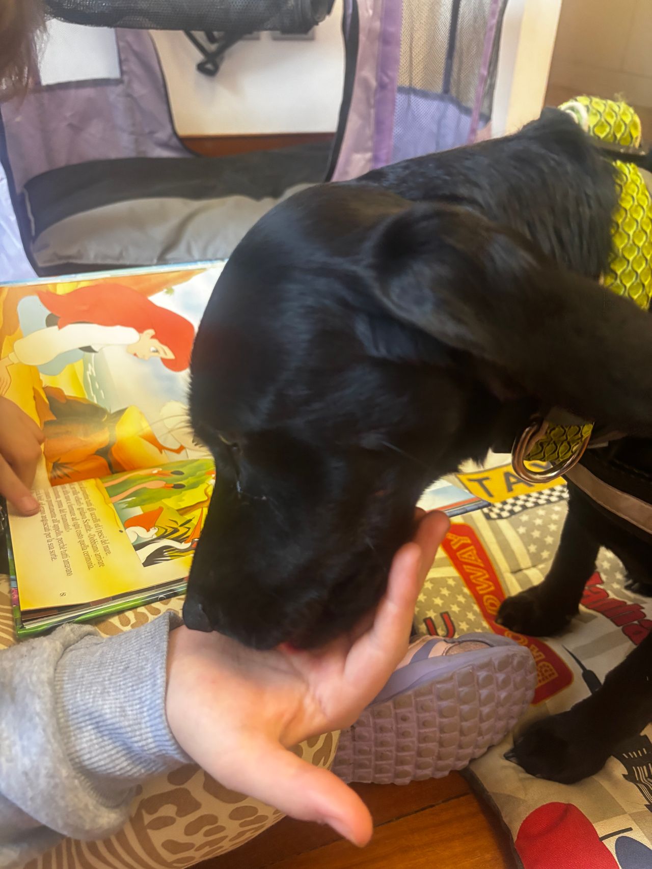 Raffaella Crinelli-0