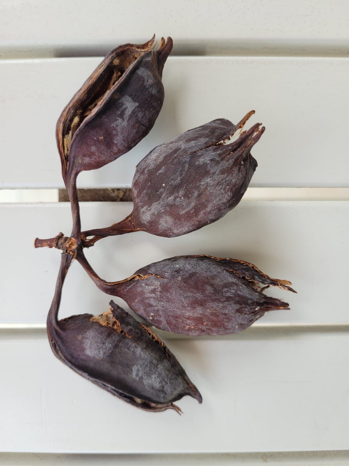 Kristina Ter-Kazarian-11