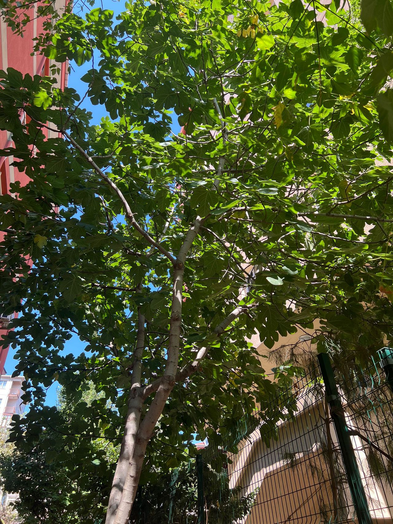 Sarah Merve Ahmad-12