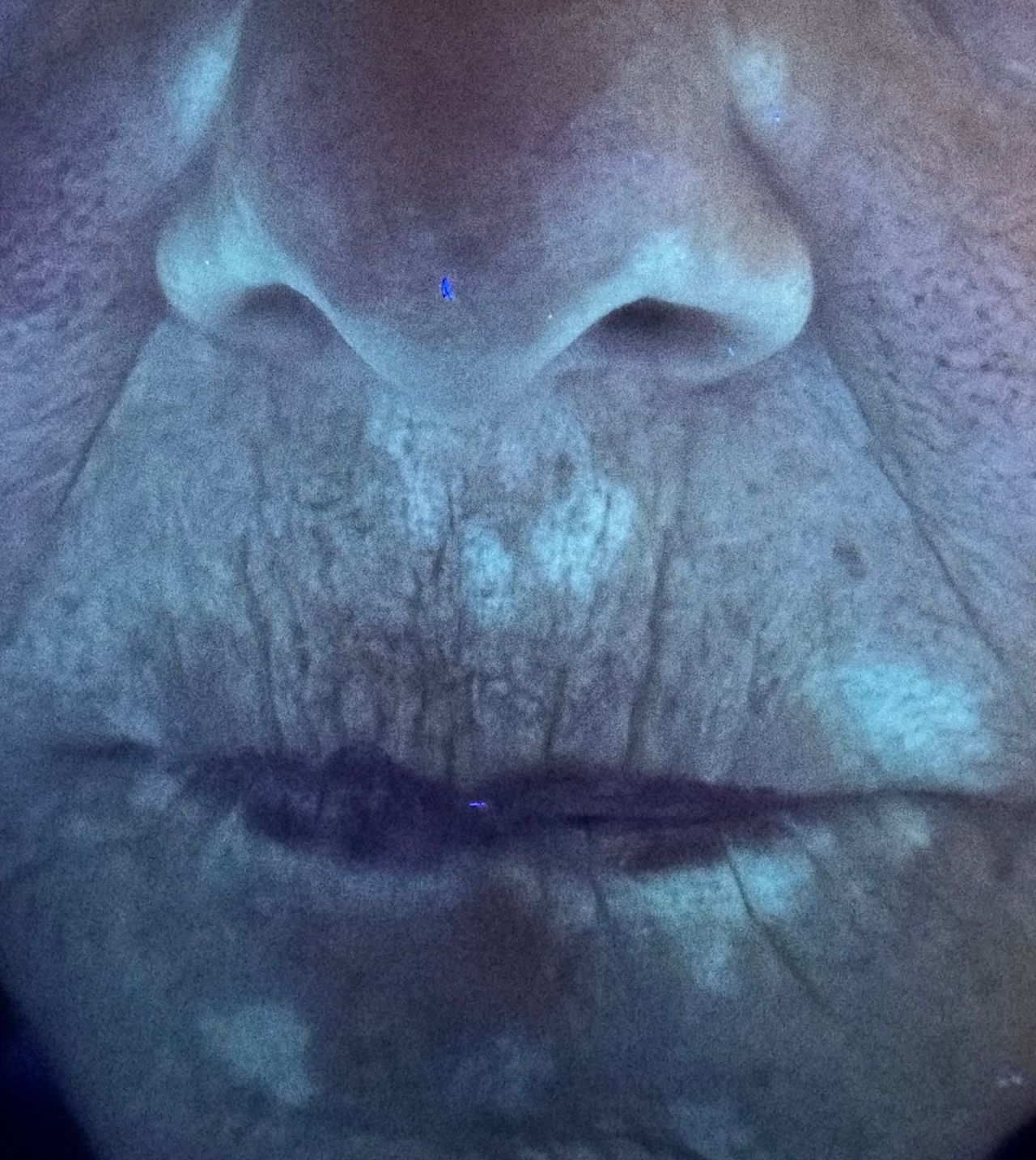 Francesca Paola Sasso-1