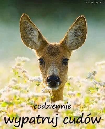 Wojciech Jastrowicz-12