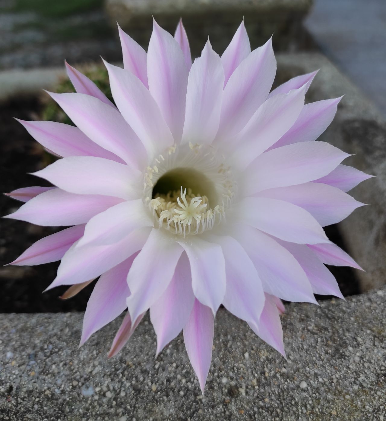 Margherita Toscano-5