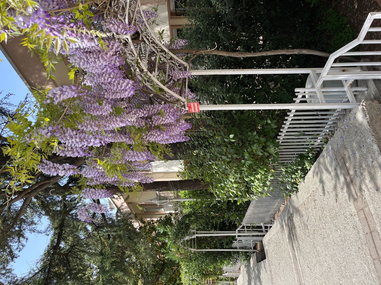 Şule Lütfiye Kıvrak-30