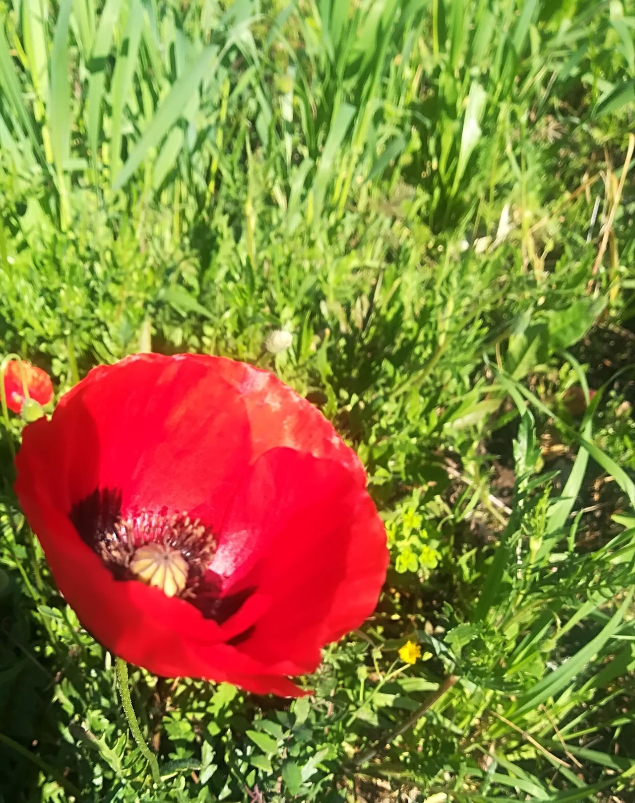 Caterina Cresciullo-4