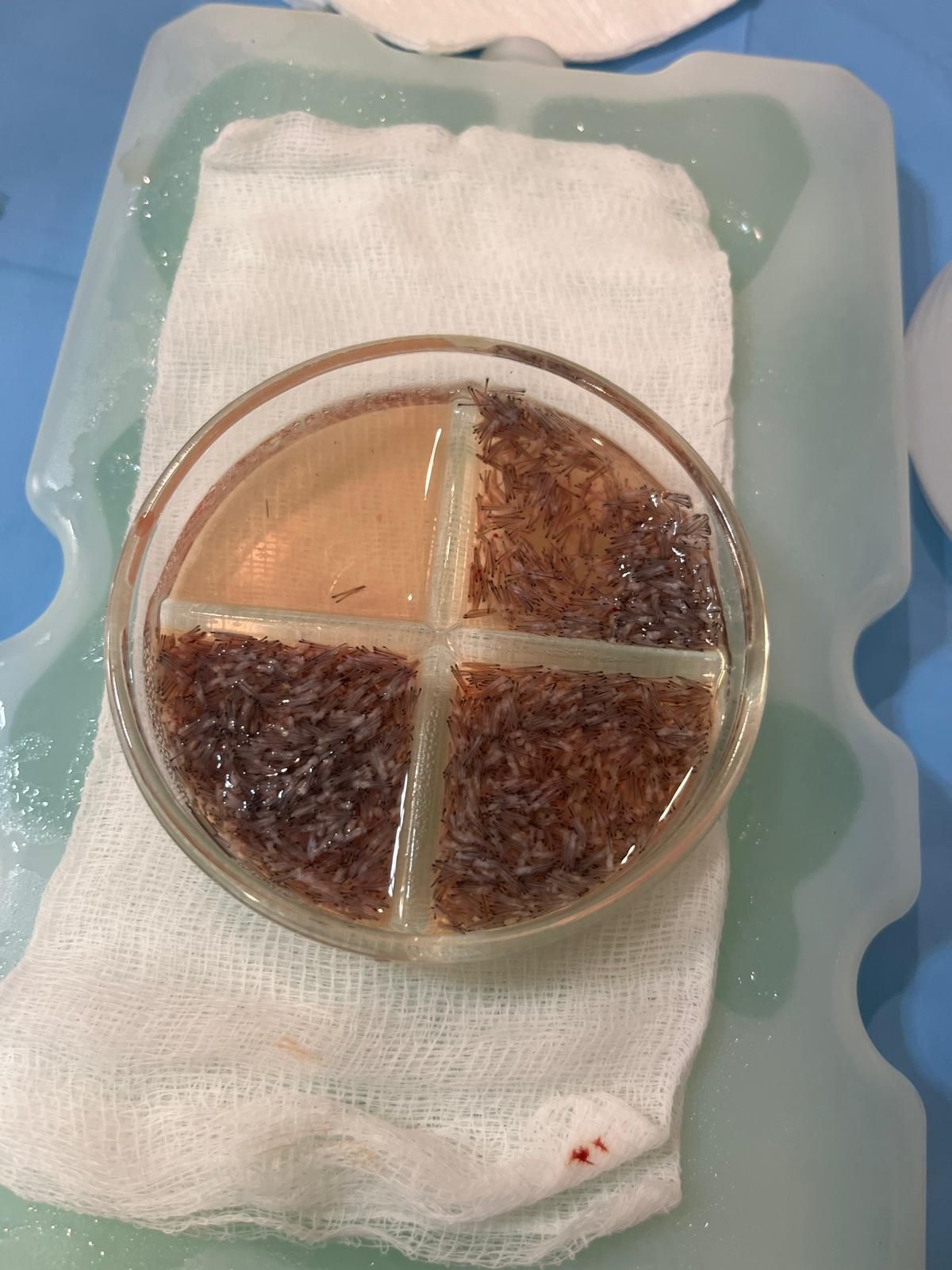 Carles Ortiz Rodríguez-4