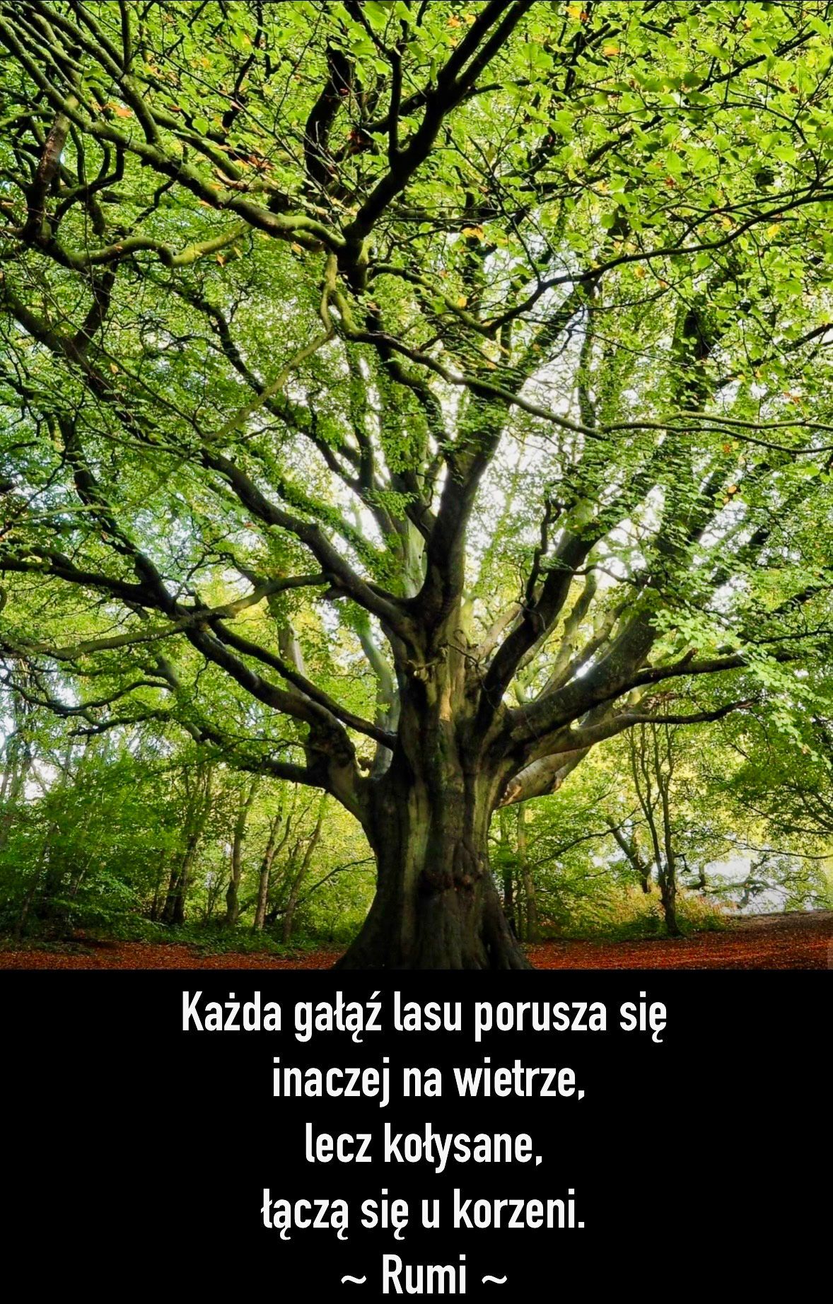 Kamil Andrzej Mross-14