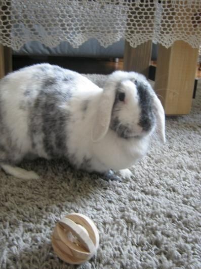 Dorota Groszkowska-7