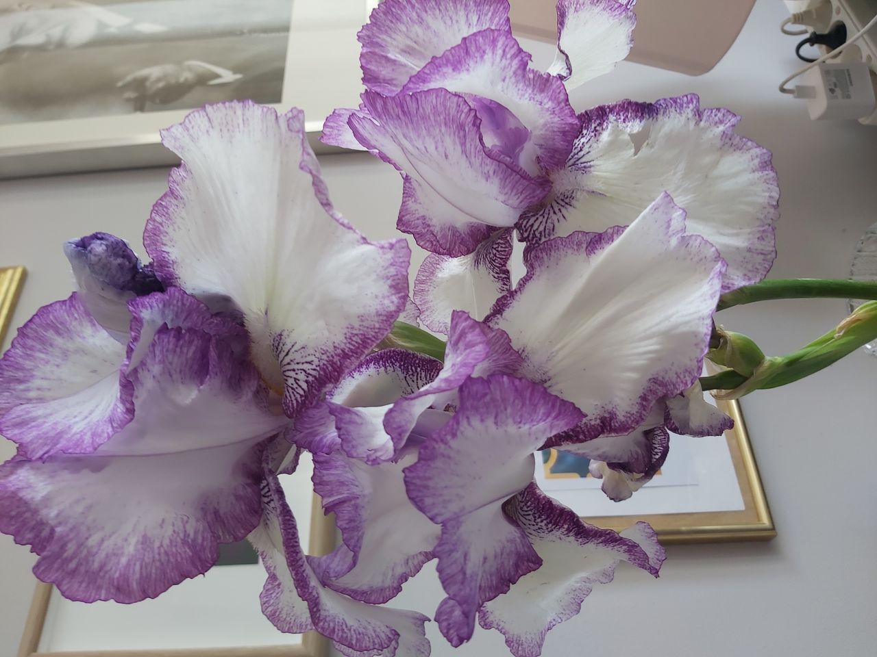 Barbara Gojżewska-4