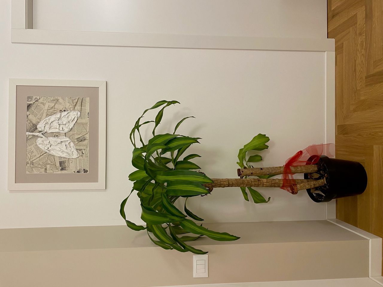 Amelia Interrante-16