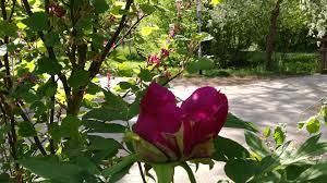 Karin Schellenberg-2