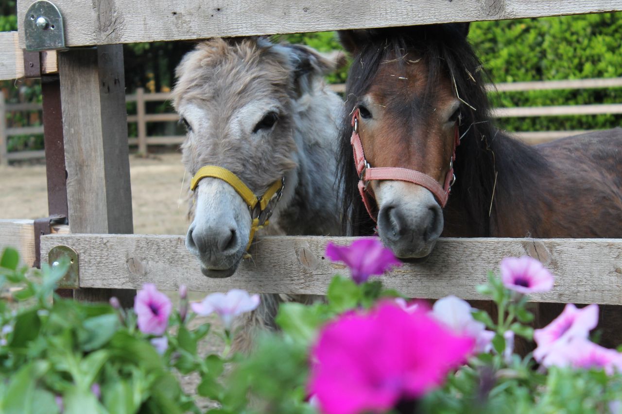 Sonia Sara Civallero-8