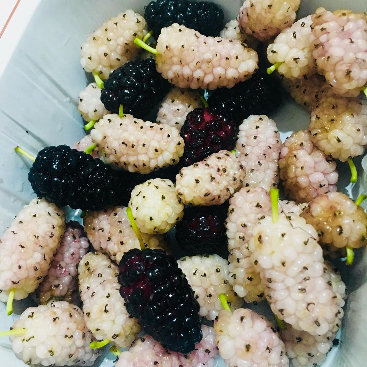 Anna Paola Barbato-7