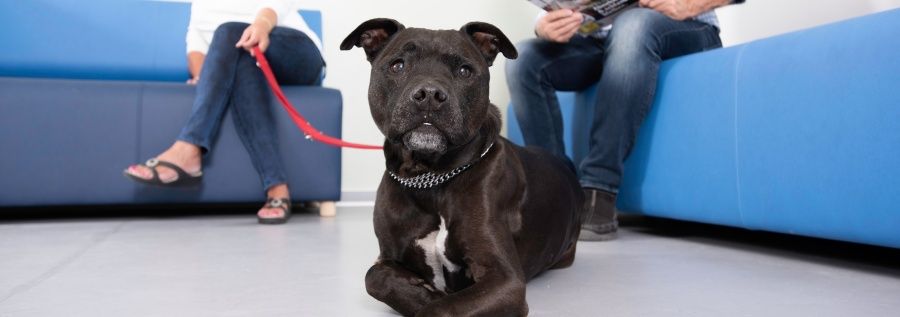 (Univ. Bukarest) Anna Koch-3