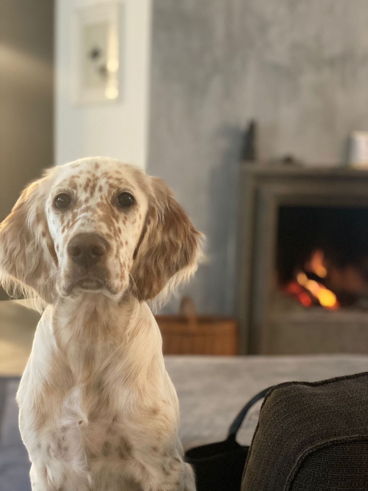 Giordano Vespasiani-0