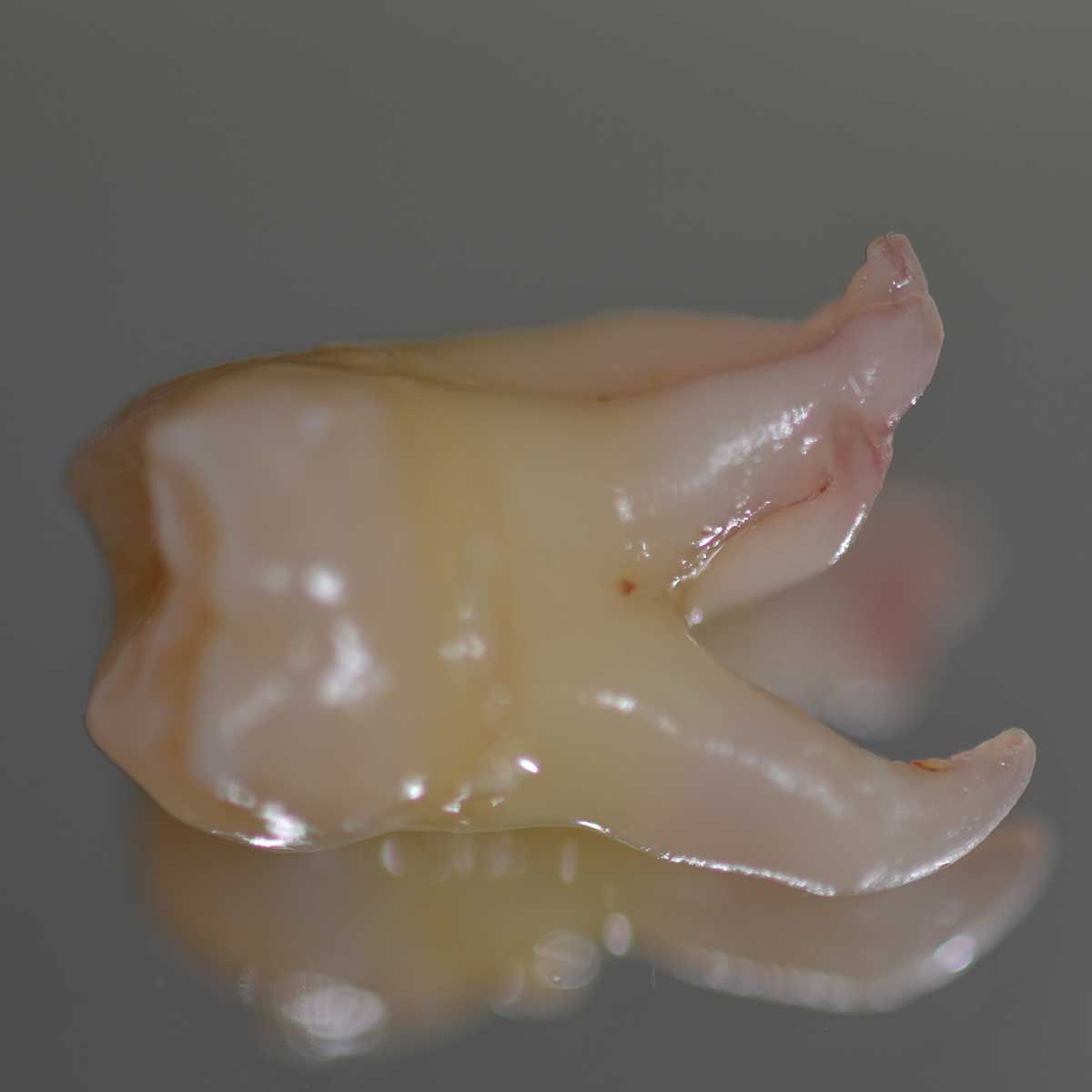 Gianluigi Bittante-66