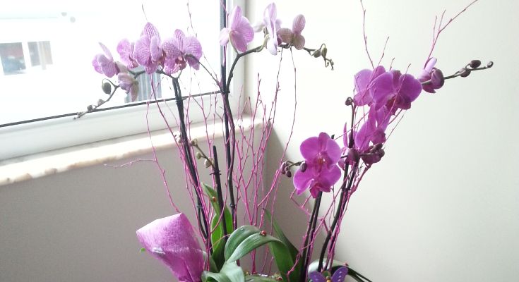 María Muñoz Fernández-0