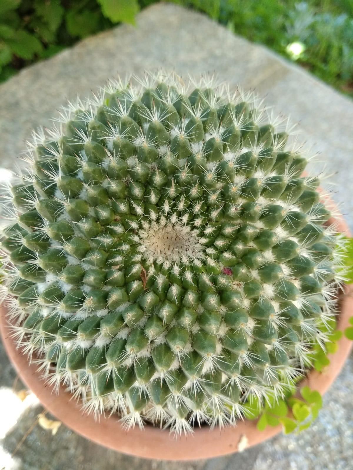 Francesco Sonzogni-97