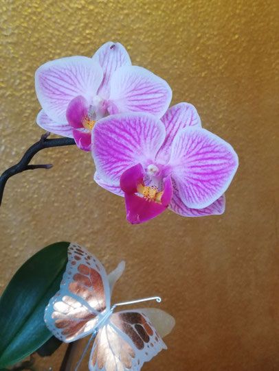 Katharina Stoye - Reißig-1