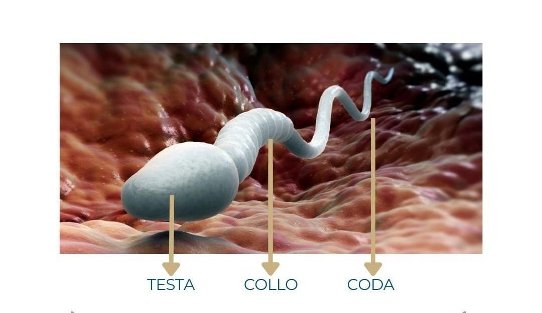 Daniela Giacchetta-5