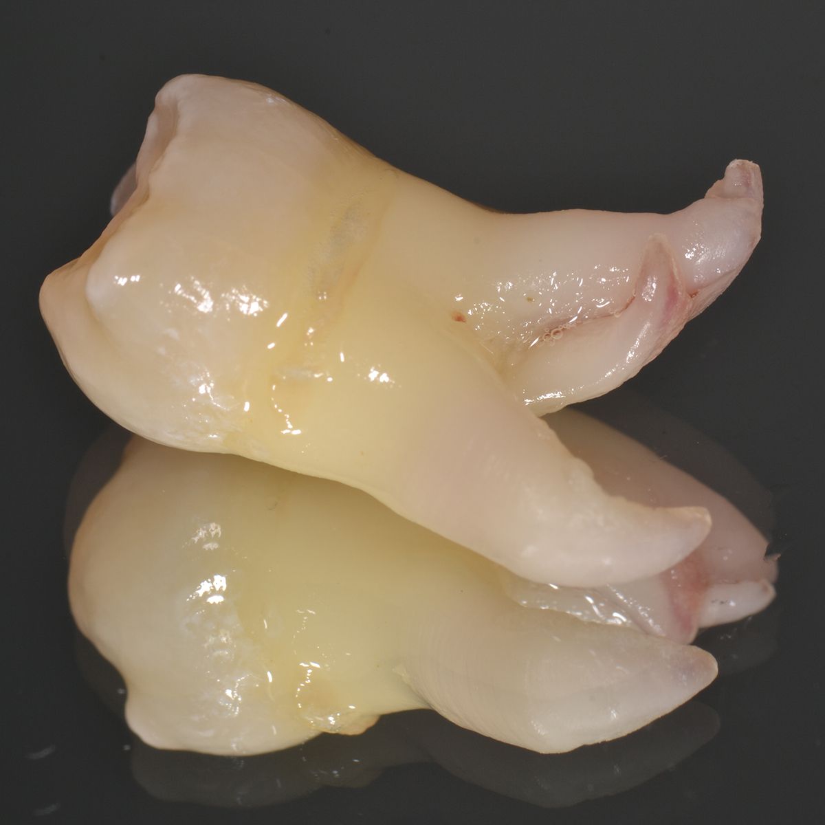 Gianluigi Bittante-64