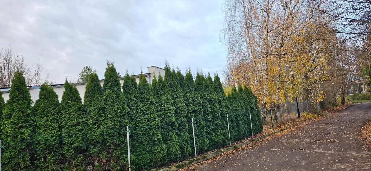 Kamila Wesołowska - Budnik-3