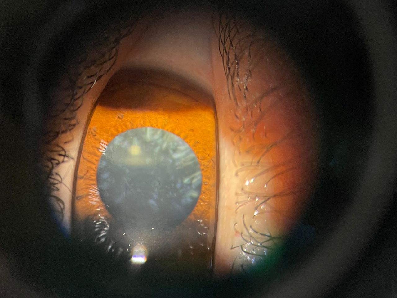 Maria Concetta Ferraro-3