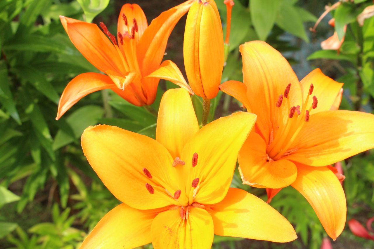 Agnieszka Szkołuda-Morgunow-11