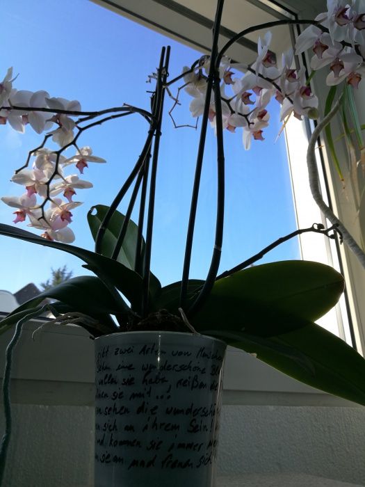 E. Libby Op Den Rhein-17