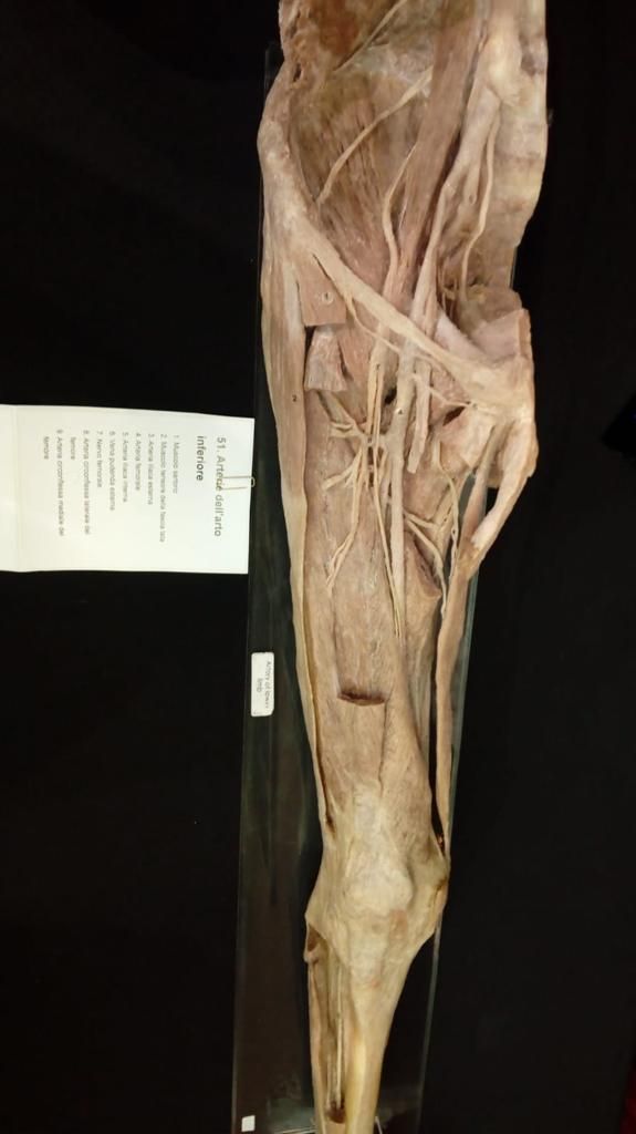 Francesco Chiarenza-15