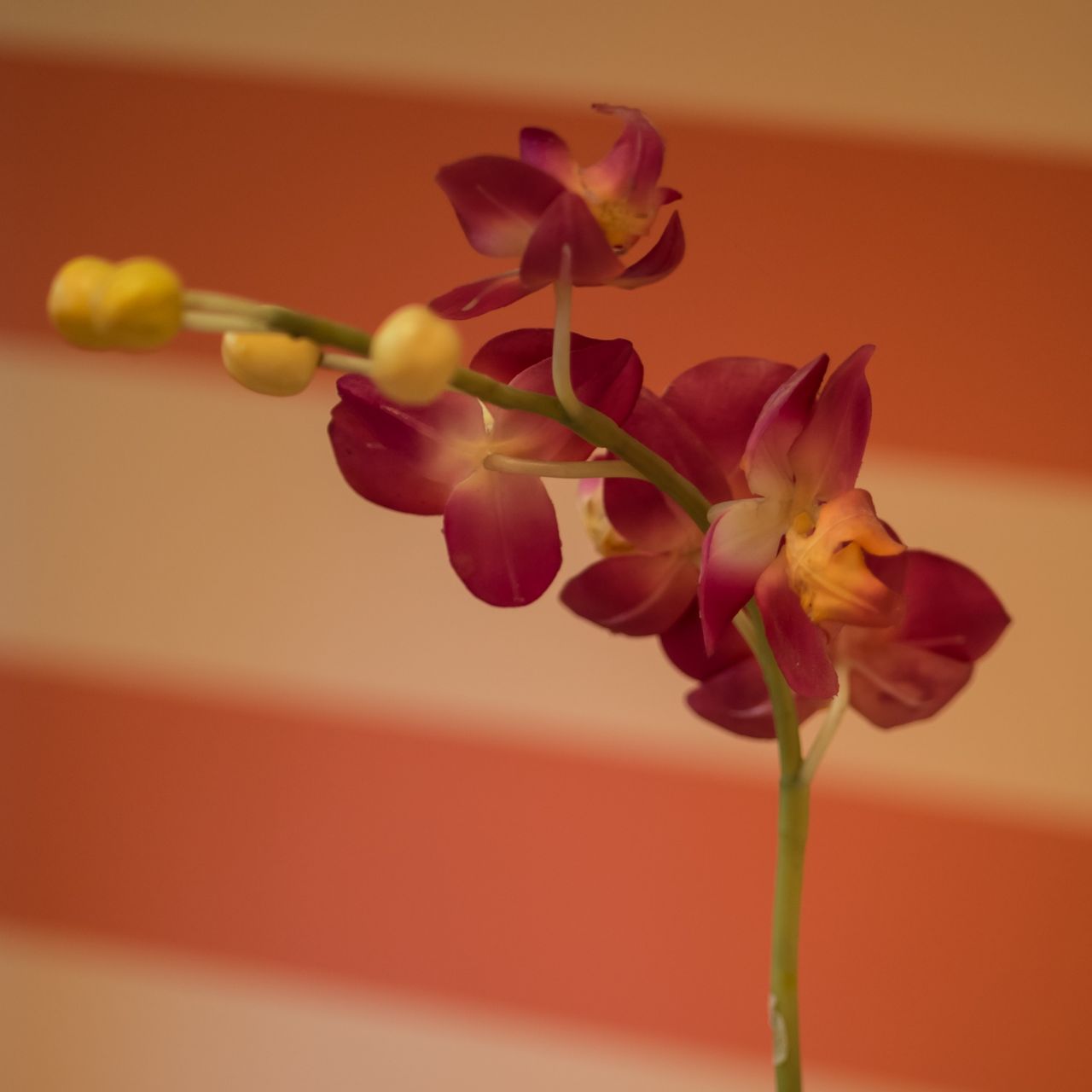 Alicja Koszel-Orłowska-16