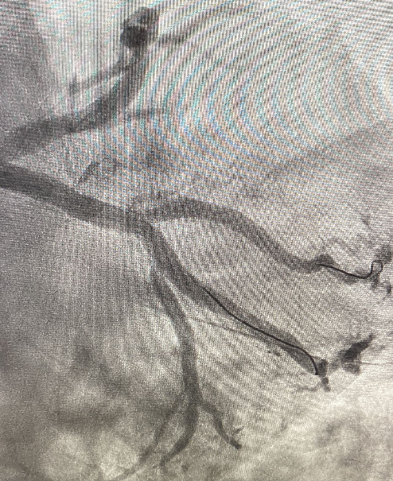 Francesco Maria Cogliani-2