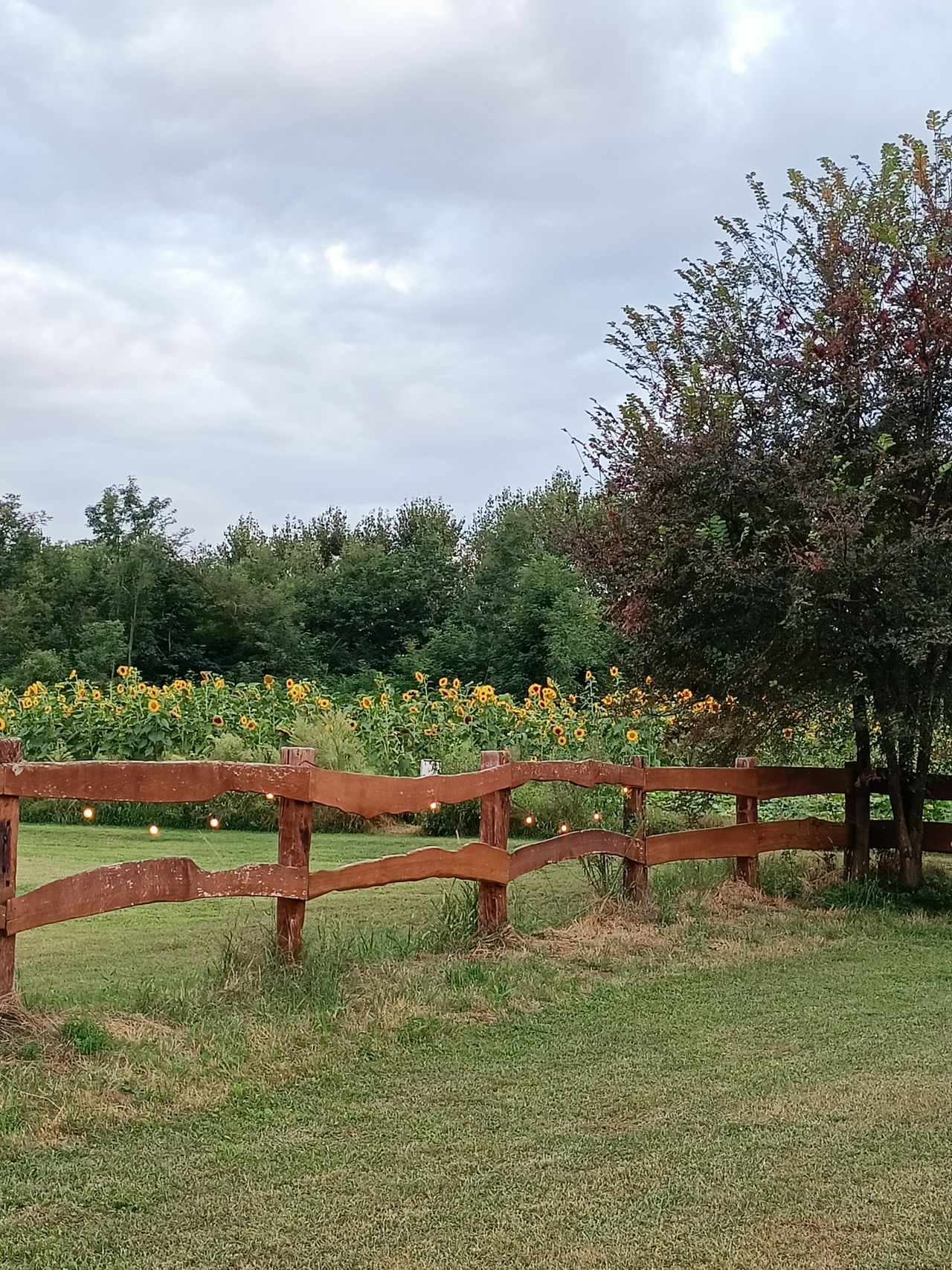 Giulia Monachetti-11