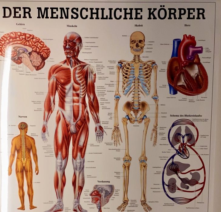 Christine Rinderspacher-Steiner-5