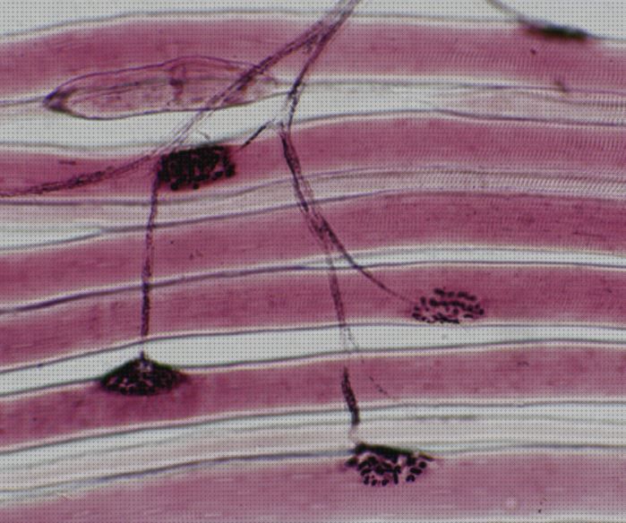 Miguel García Bellón-11