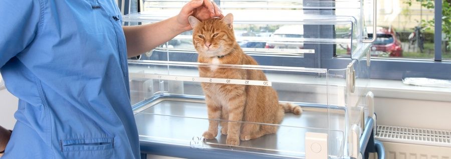 (Univ. Bukarest) Anna Koch-4