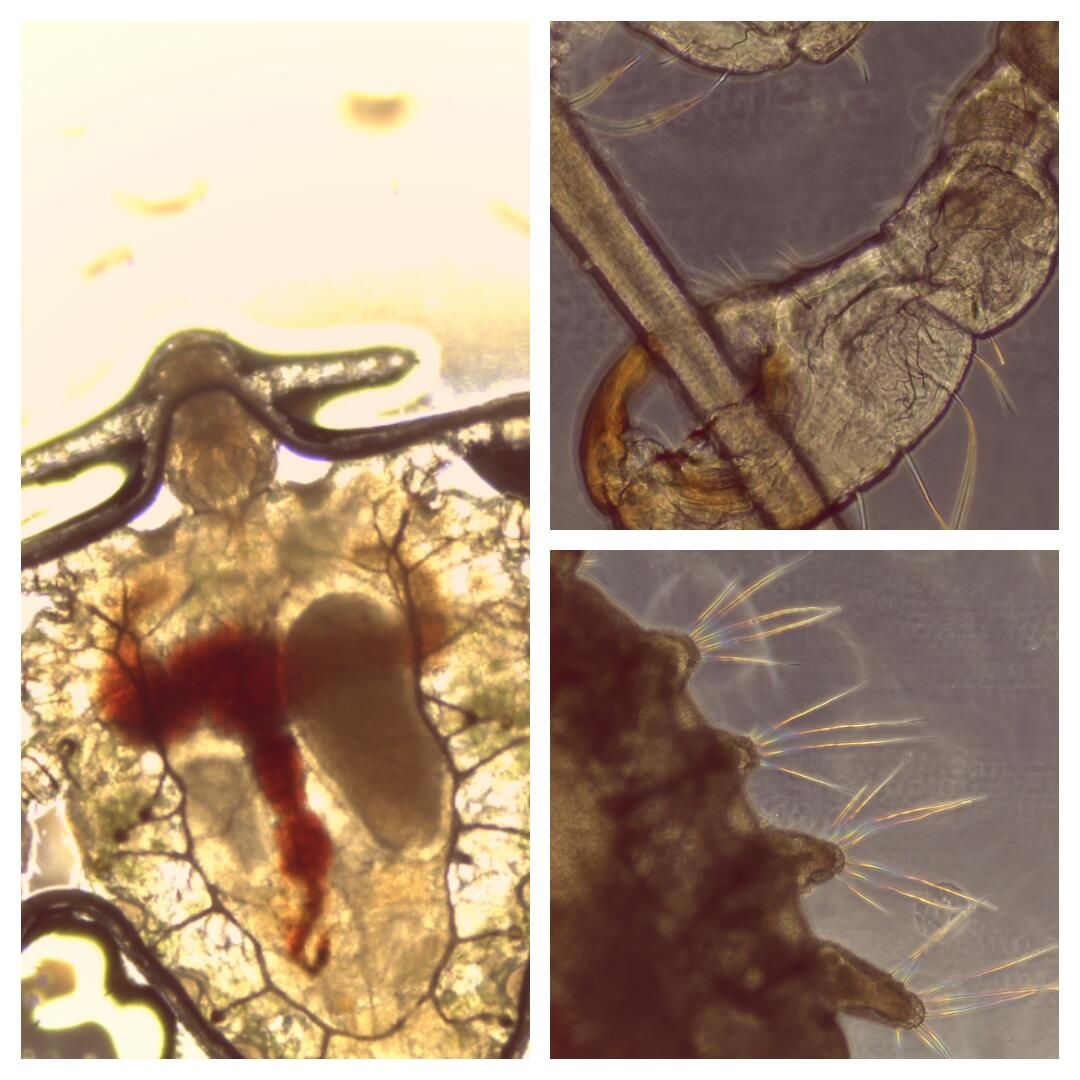 Stefano Maria Serini-9