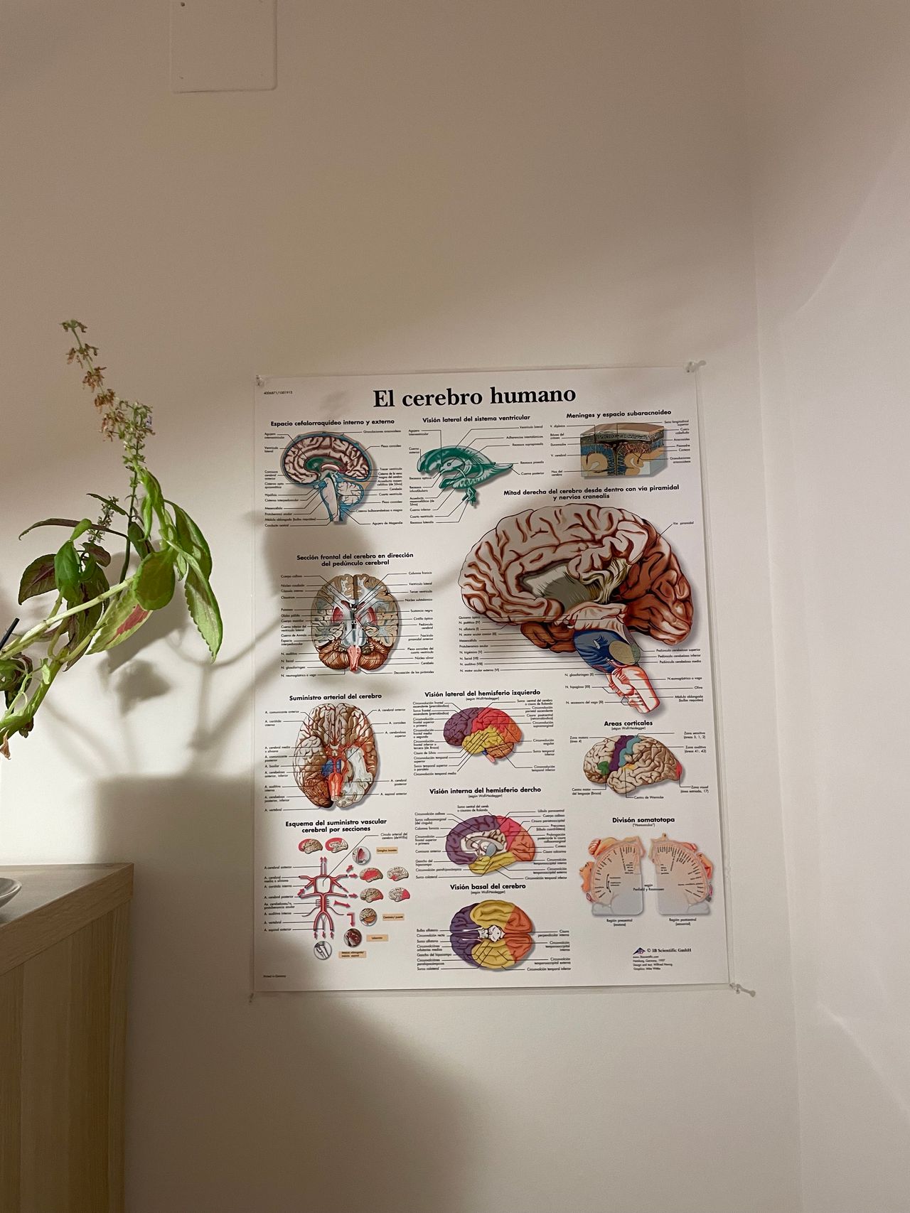 Amparo Albelda Selfa-10