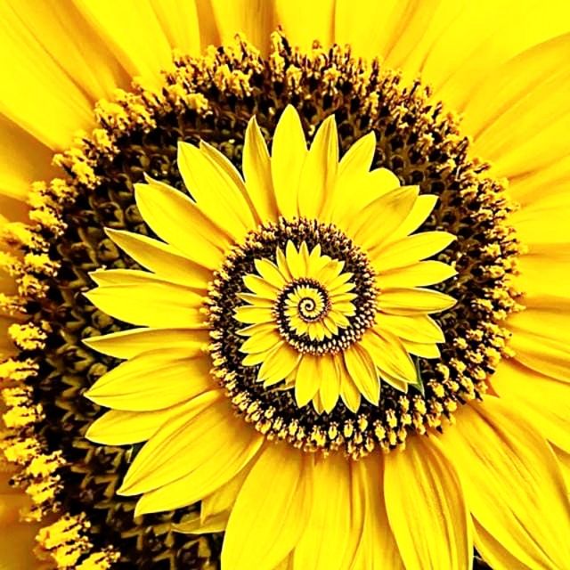 IL GIRASOLE SRLVilla Guardia - Centro medico odontoiatrico